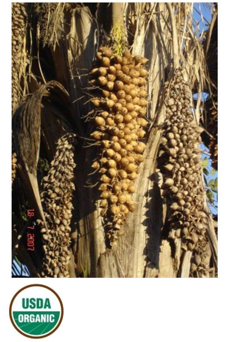 RAW Organic Babassu Oil | Unprocessed, Not Bleached, Unfiltered, Cold Pressed | Orbignya oleifera | 12 oz Glass Jar - ProSeed Holistic Wellness