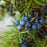Organic Juniper Berry Essential Oil | Steam Distilled from Juniperus communis