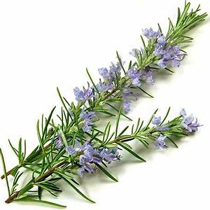 Organic Rosemary Essential Oil | Steam Distilled from Rosmarinus officinalis